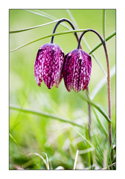 Two Snakeshead Fritillaries 4